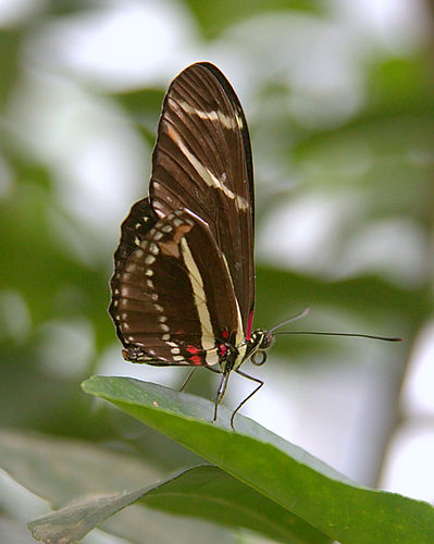 Heliconius charithonia